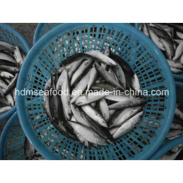 Block Quick Frozen Seafood Mackerel Fish (Scomber Japonicus)